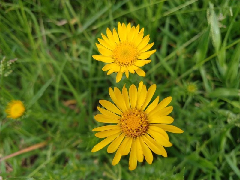Grindelia inuloides photo 6
