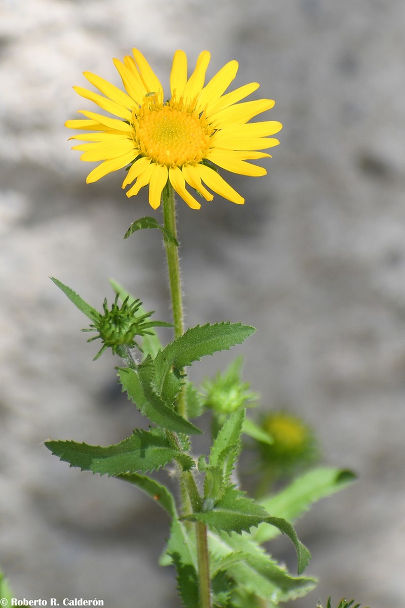 Grindelia inuloides photo 7