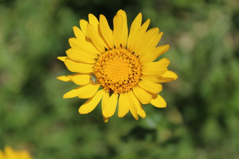 Grindelia inuloides photo 8