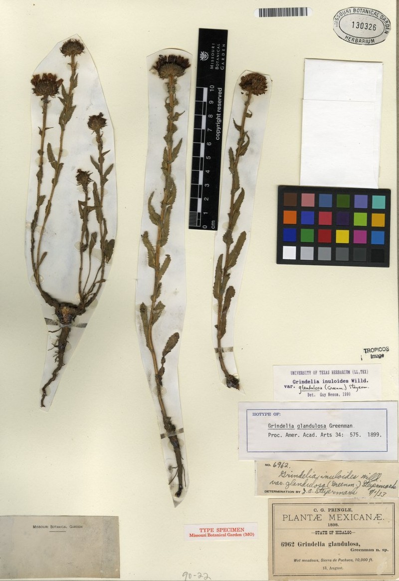 Grindelia inuloides var. glandulosa