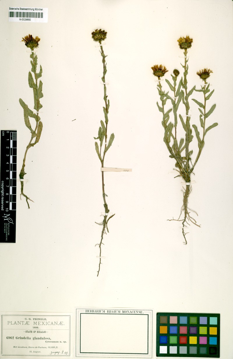 Grindelia inuloides var. glandulosa photo 2
