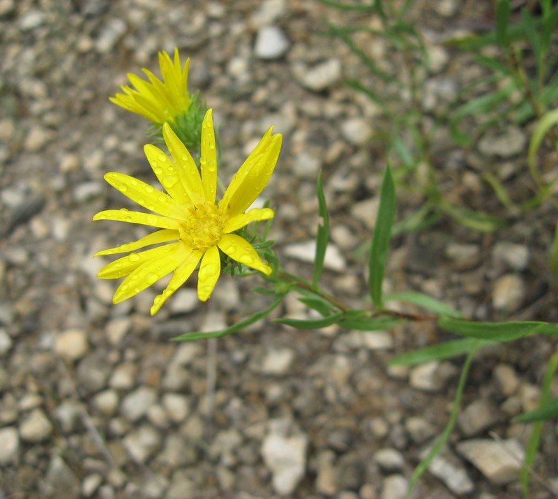 Narrowleaf Gumweed
