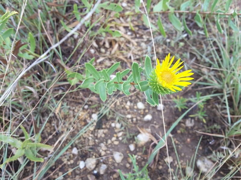 Narrowleaf Gumweed