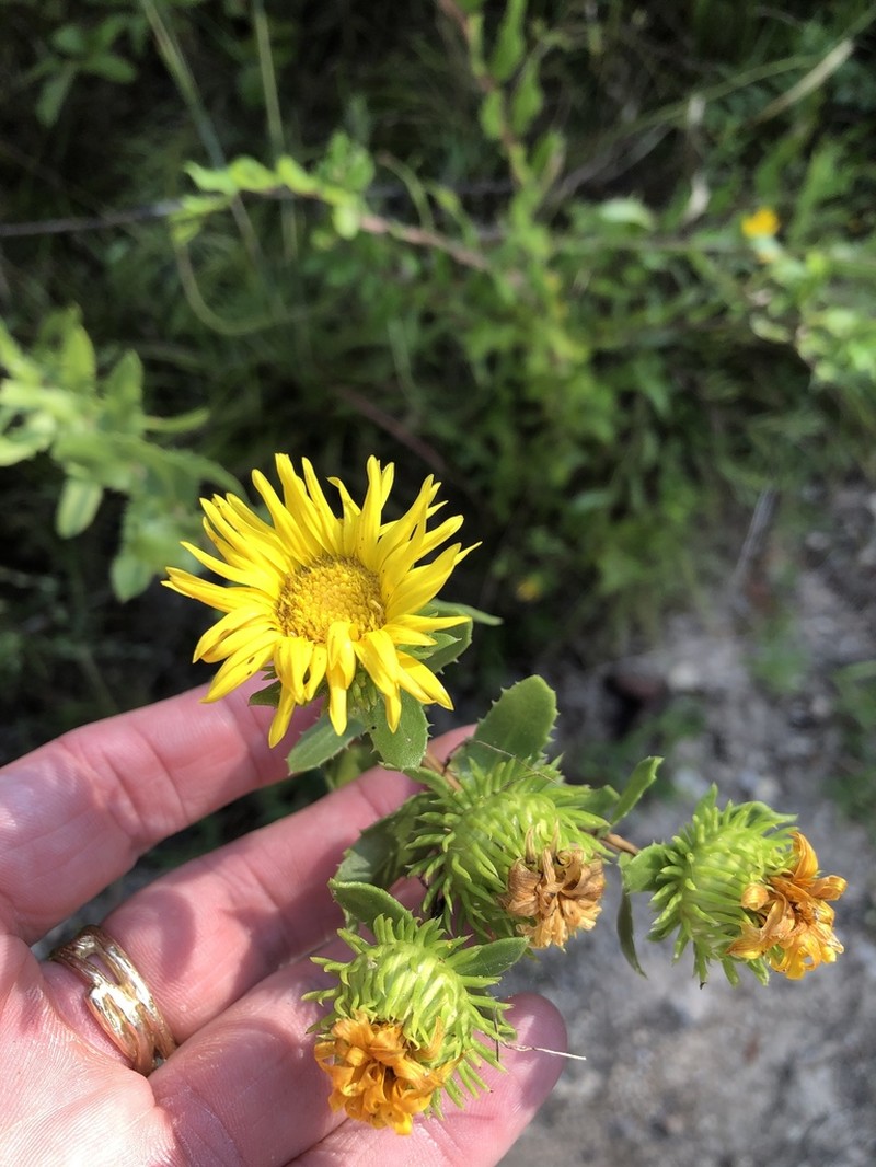 Narrowleaf Gumweed photo 2