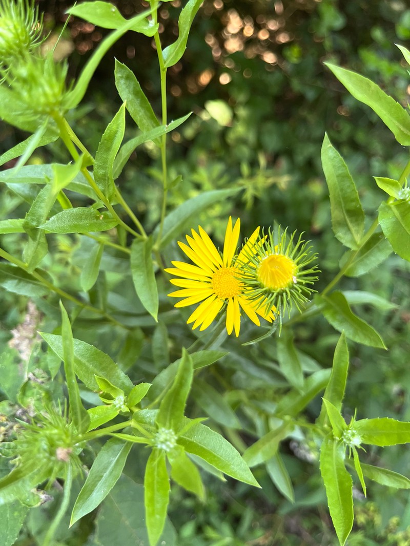 Narrowleaf Gumweed photo 3