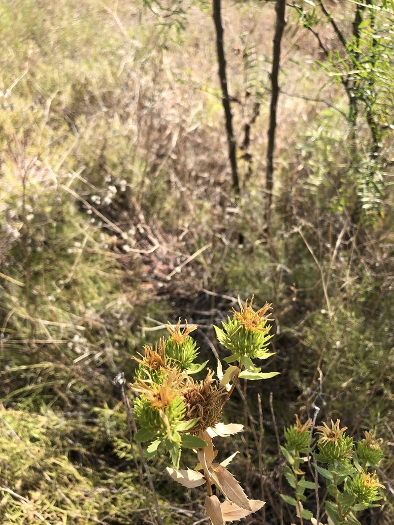Narrowleaf Gumweed photo 4