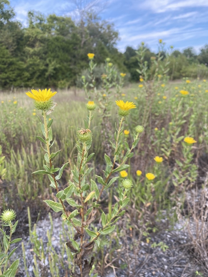 Narrowleaf Gumweed photo 5