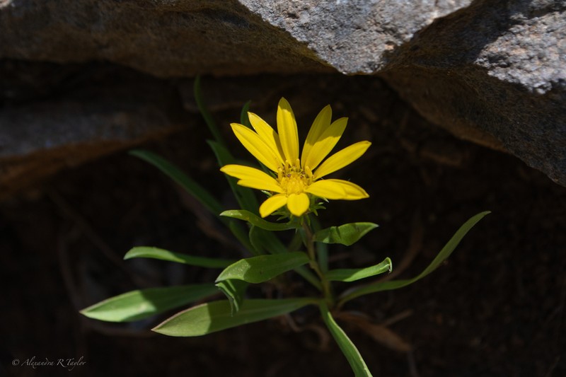 Narrowleaf Gumweed photo 6