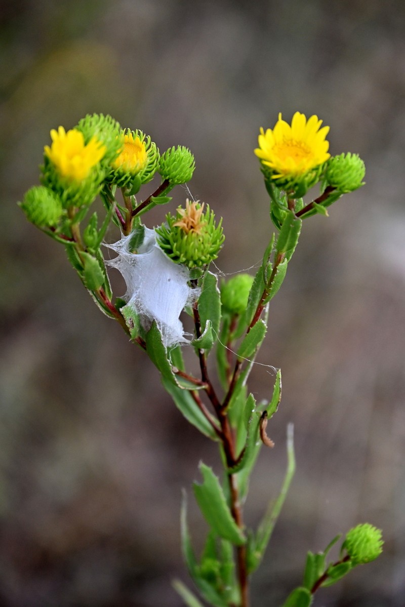 Narrowleaf Gumweed photo 7