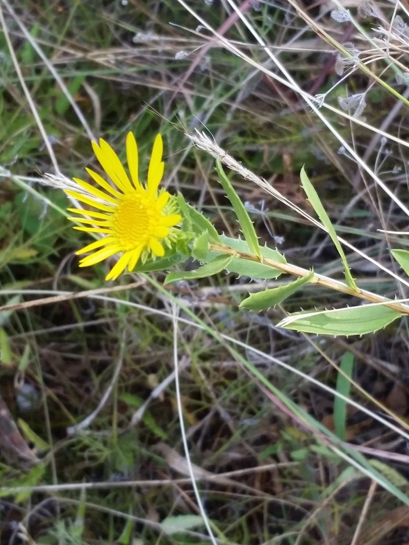 Narrowleaf Gumweed photo 8