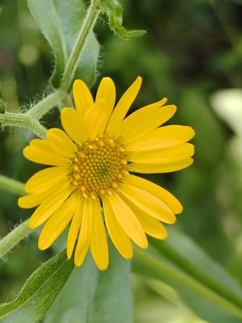 Grindelia leptocarpa