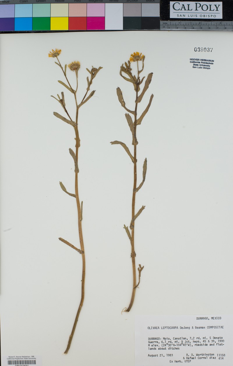 Grindelia leptocarpa photo 3