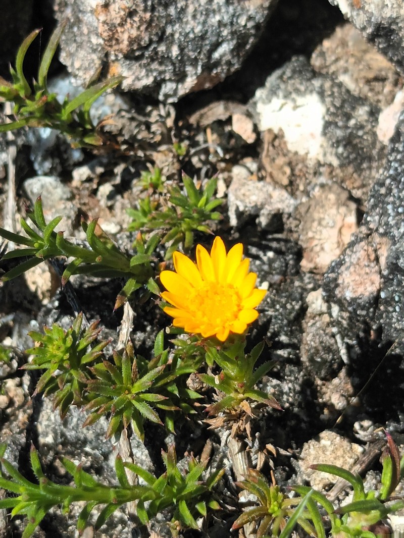 Grindelia linearifolia photo 2