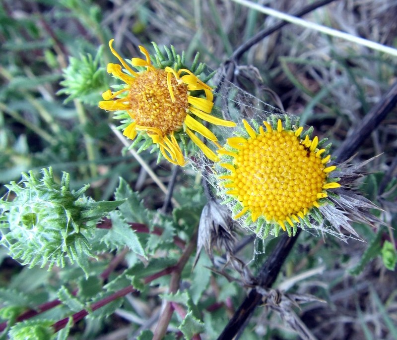 Grindelia macvaughii