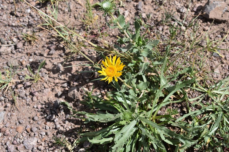 Grindelia macvaughii photo 2