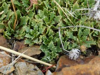 Grindelia mendocina