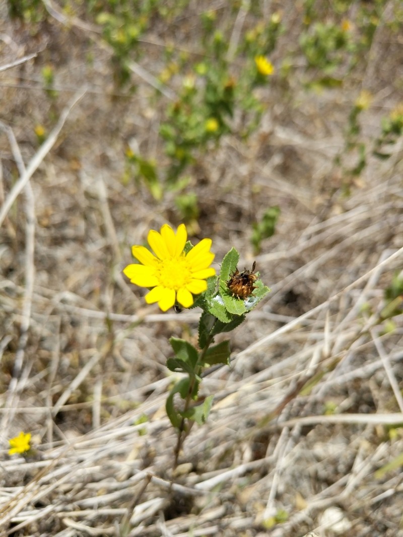 Littlehead Gumweed