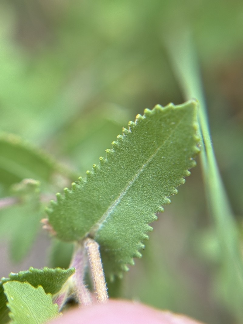 Littlehead Gumweed photo 2