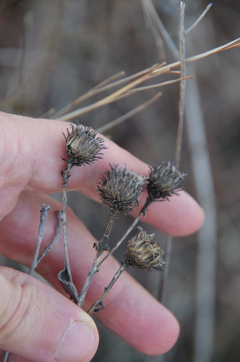 Littlehead Gumweed photo 3