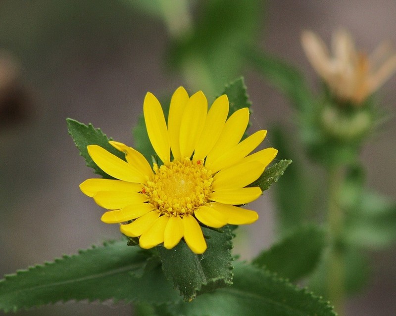 Littlehead Gumweed photo 4