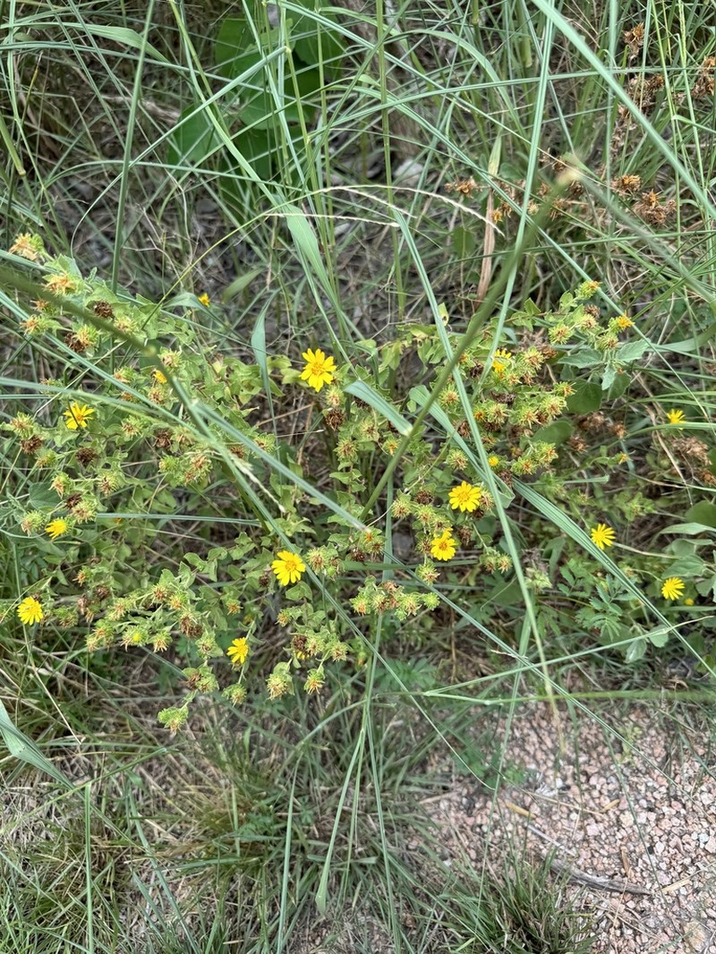 Littlehead Gumweed photo 5