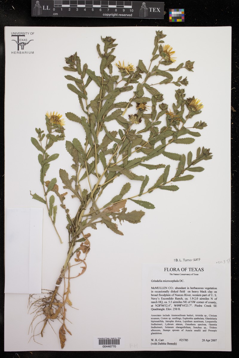Littlehead Gumweed photo 6
