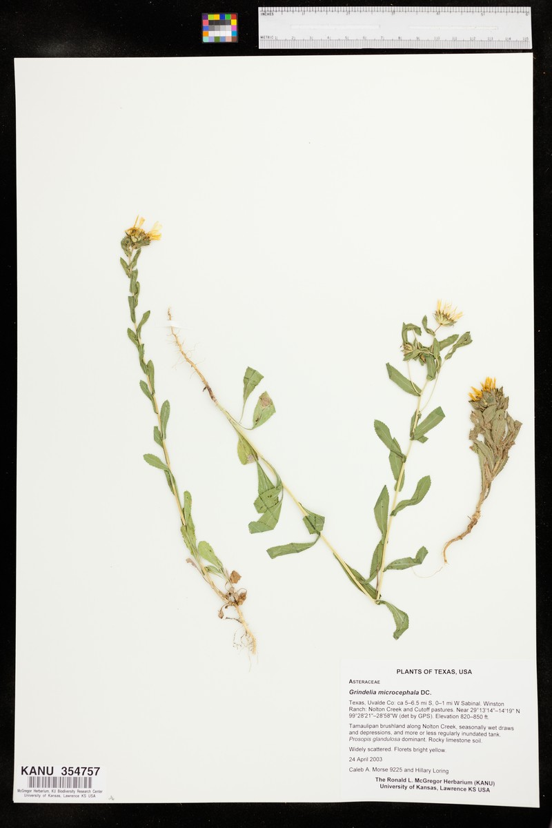 Littlehead Gumweed