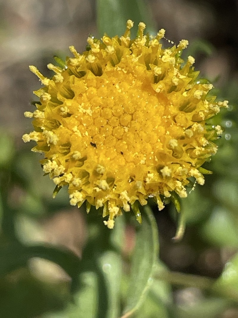 Idaho Gumweed