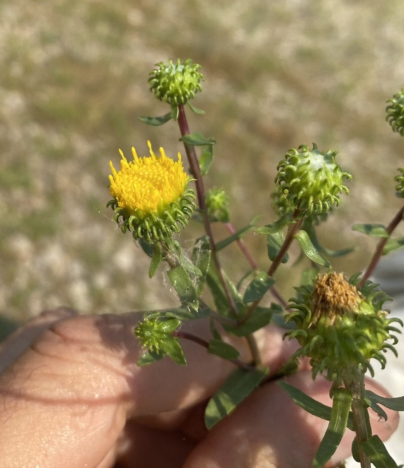 Idaho Gumweed photo 2