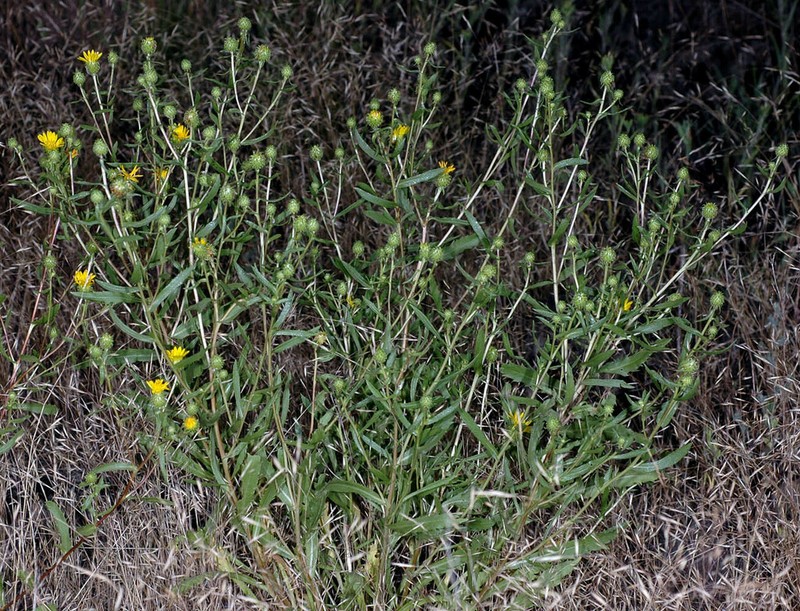 Idaho Gumweed photo 3