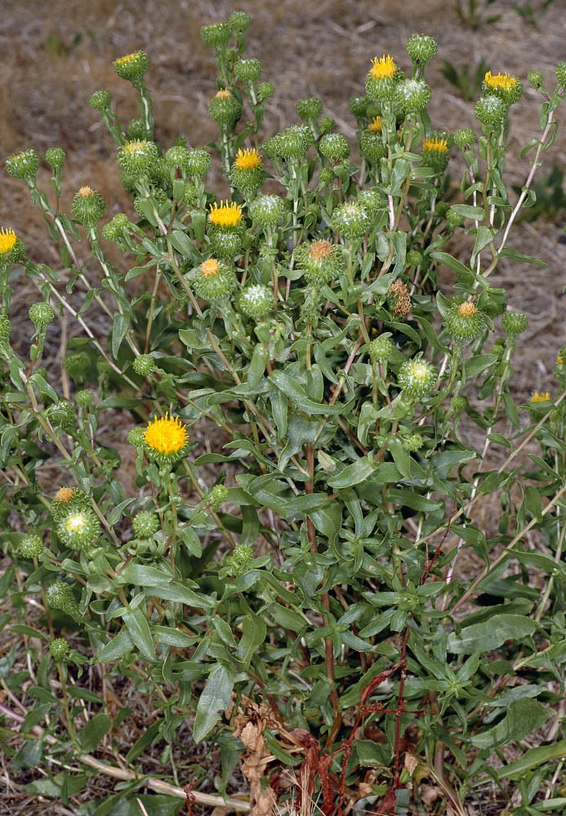 Idaho Gumweed photo 5
