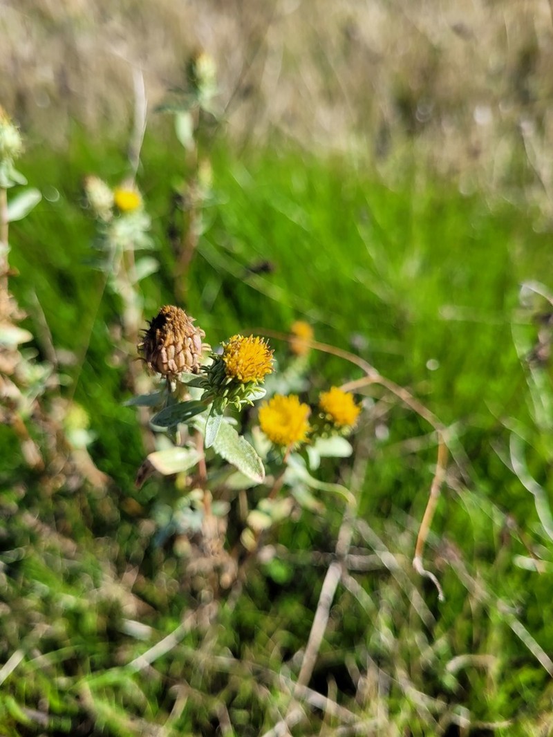 Idaho Gumweed photo 6