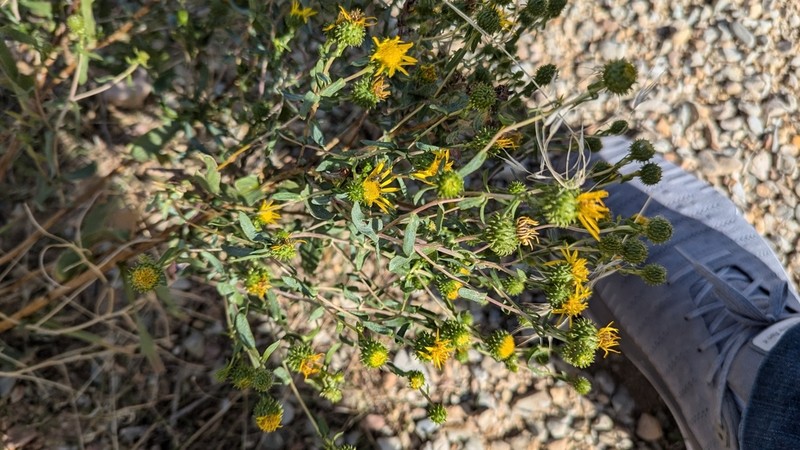 Idaho Gumweed photo 7