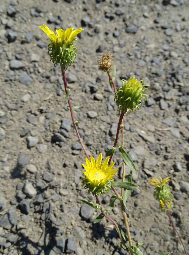 Idaho Gumweed photo 8