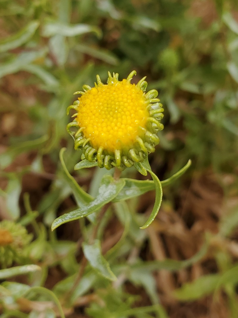 Columbia River Gumweed