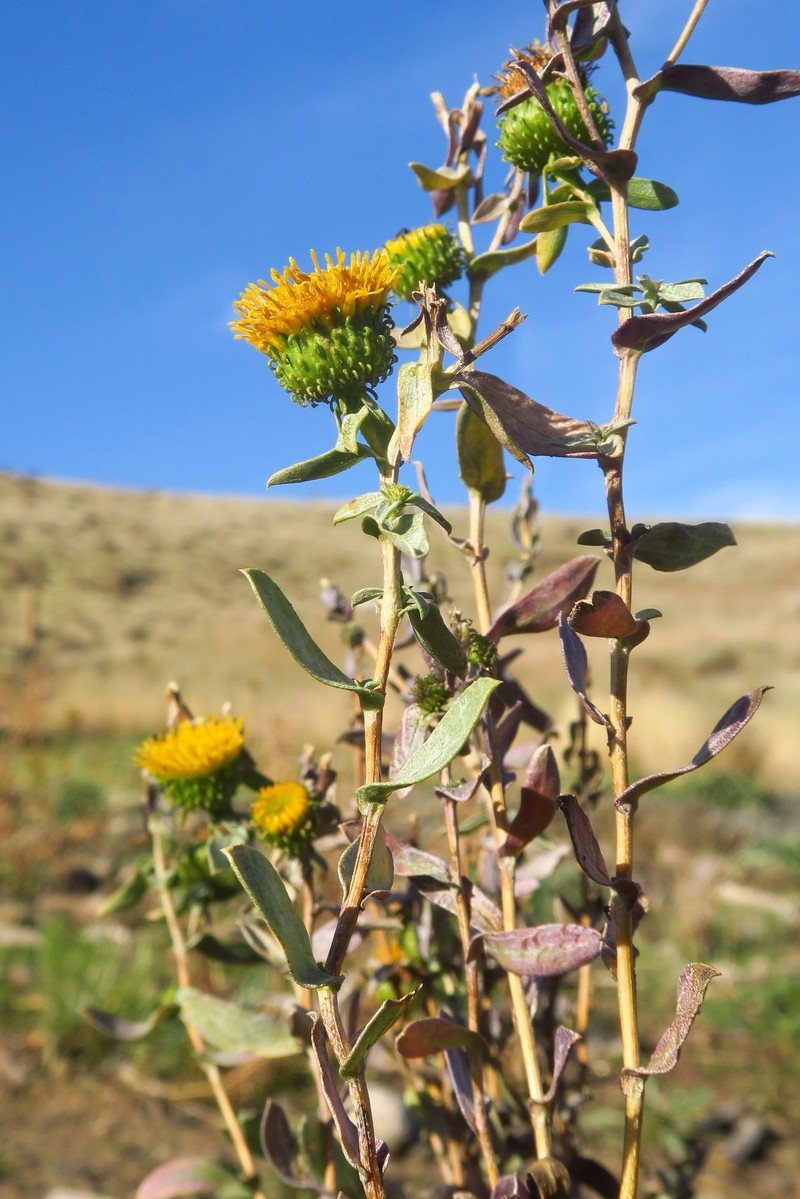 Columbia River Gumweed photo 2