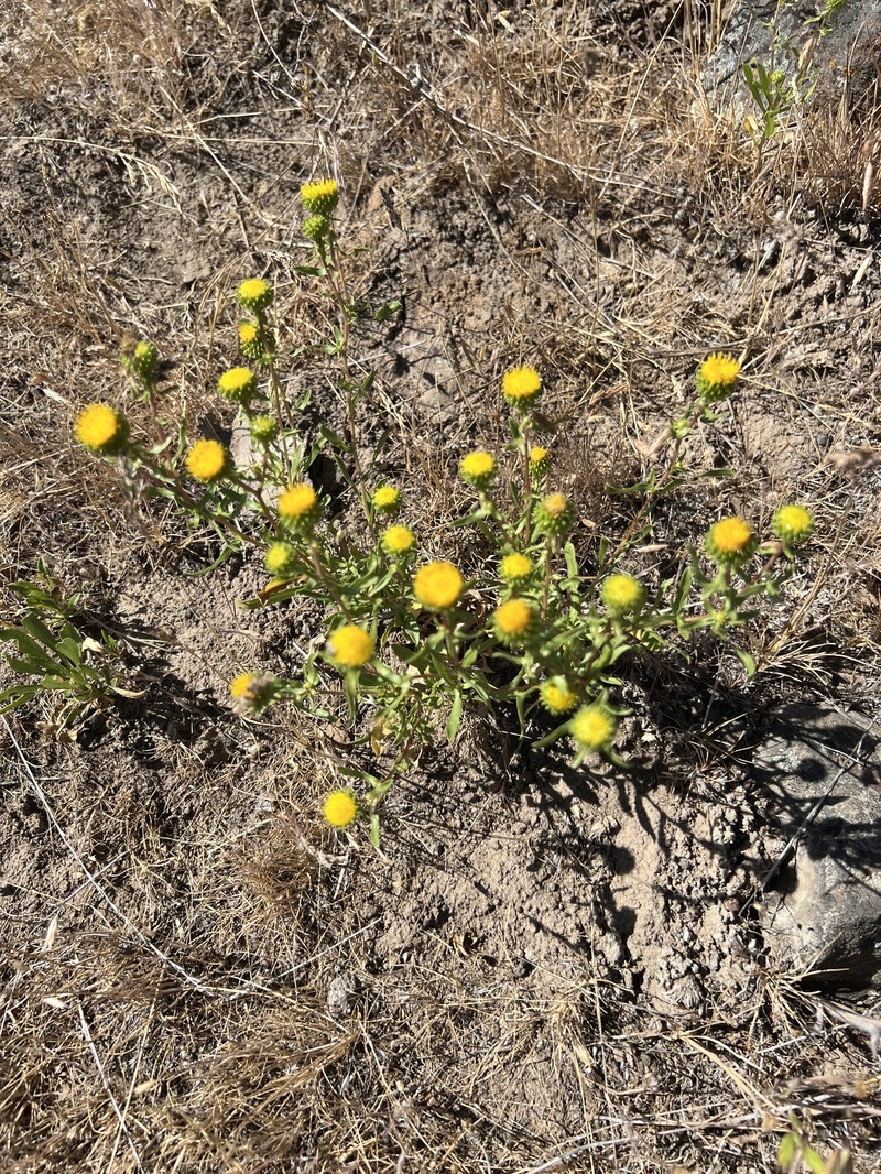 Columbia River Gumweed photo 3