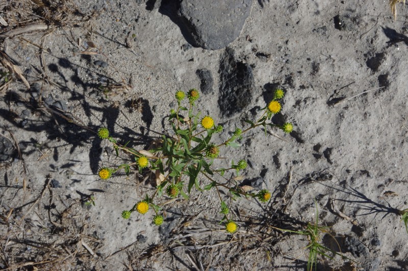 Columbia River Gumweed photo 5