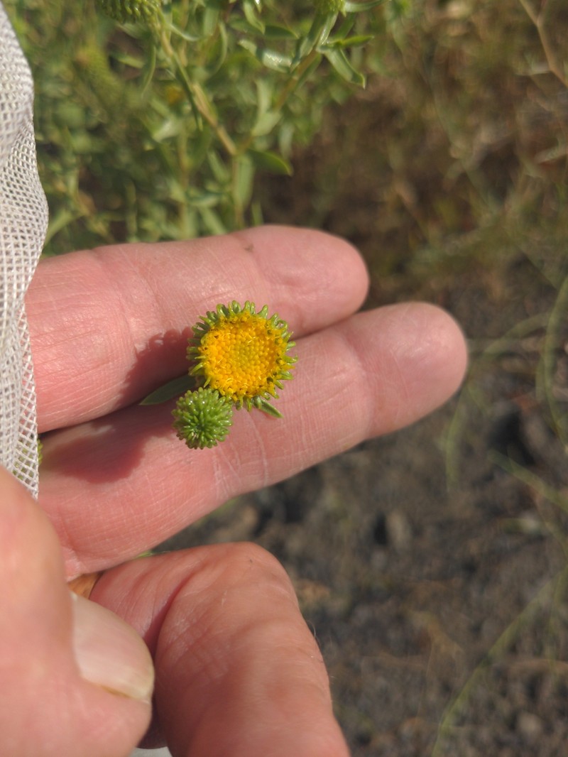Columbia River Gumweed photo 6