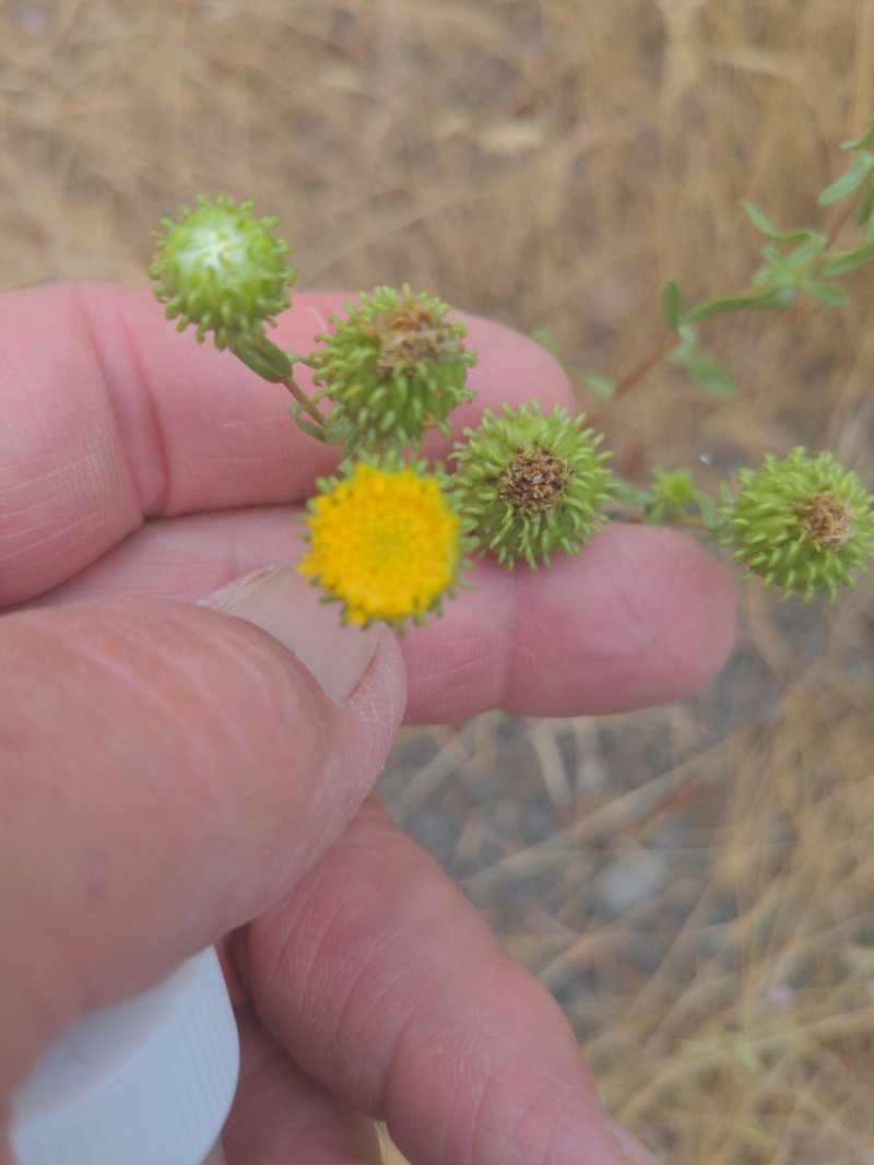 Columbia River Gumweed photo 7