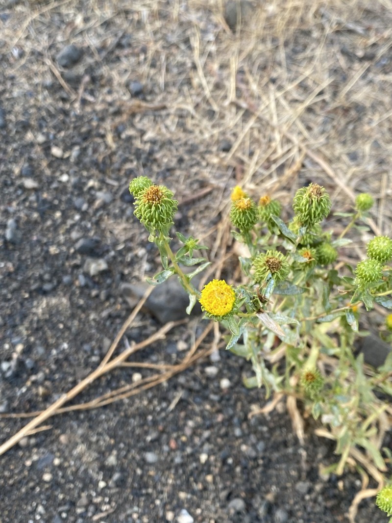 Columbia River Gumweed photo 8