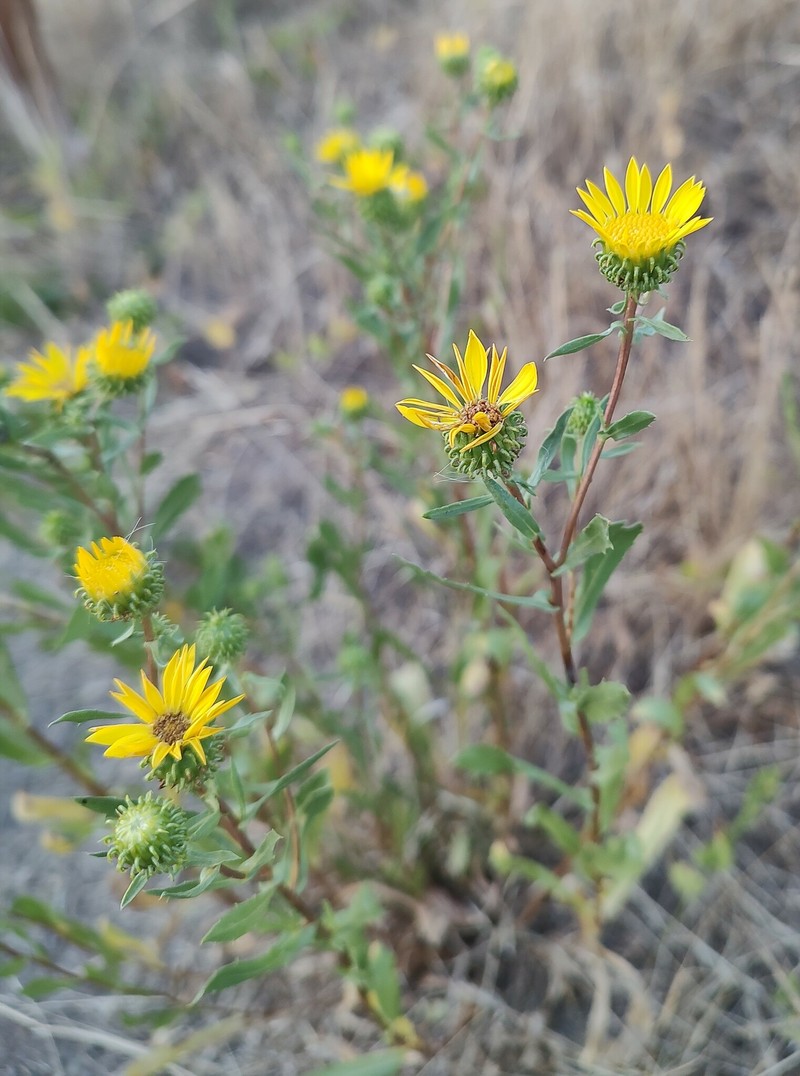 Grindelia nana var. nana