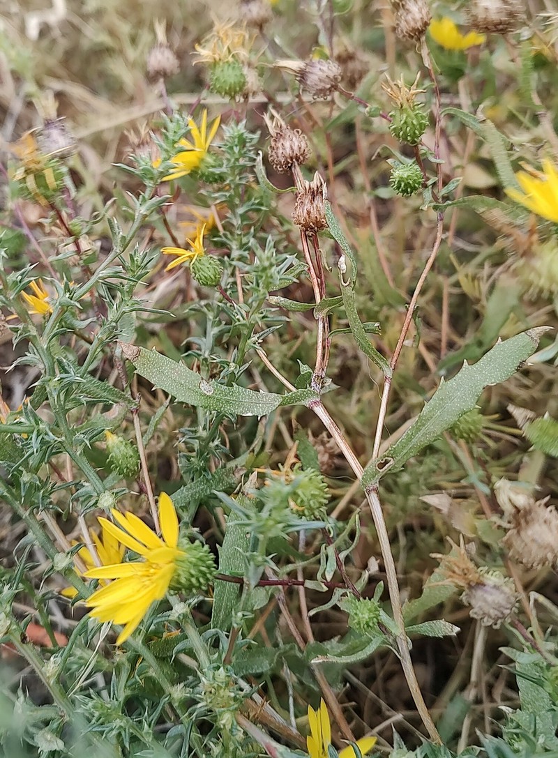 Grindelia nana var. nana photo 2