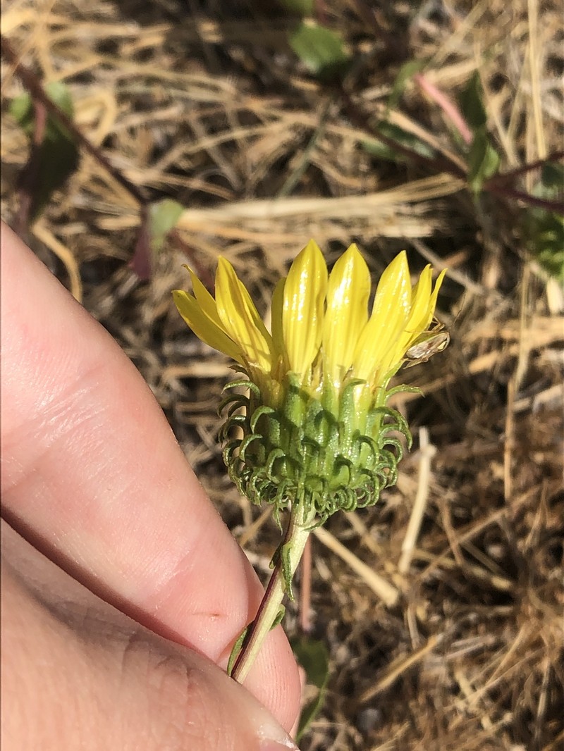 Grindelia nana var. nana photo 3