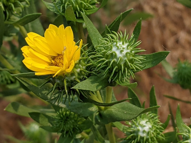Grindelia nana var. nana photo 4