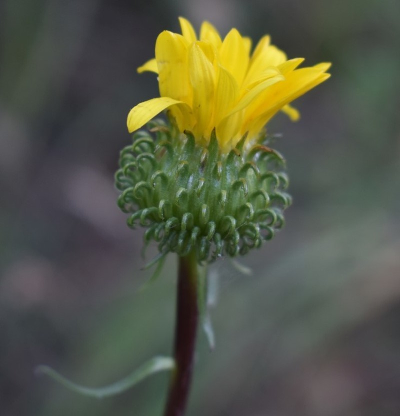 Grindelia nana var. nana photo 5