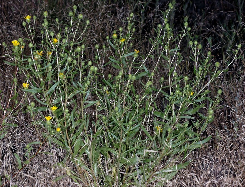 Grindelia nana var. nana photo 6