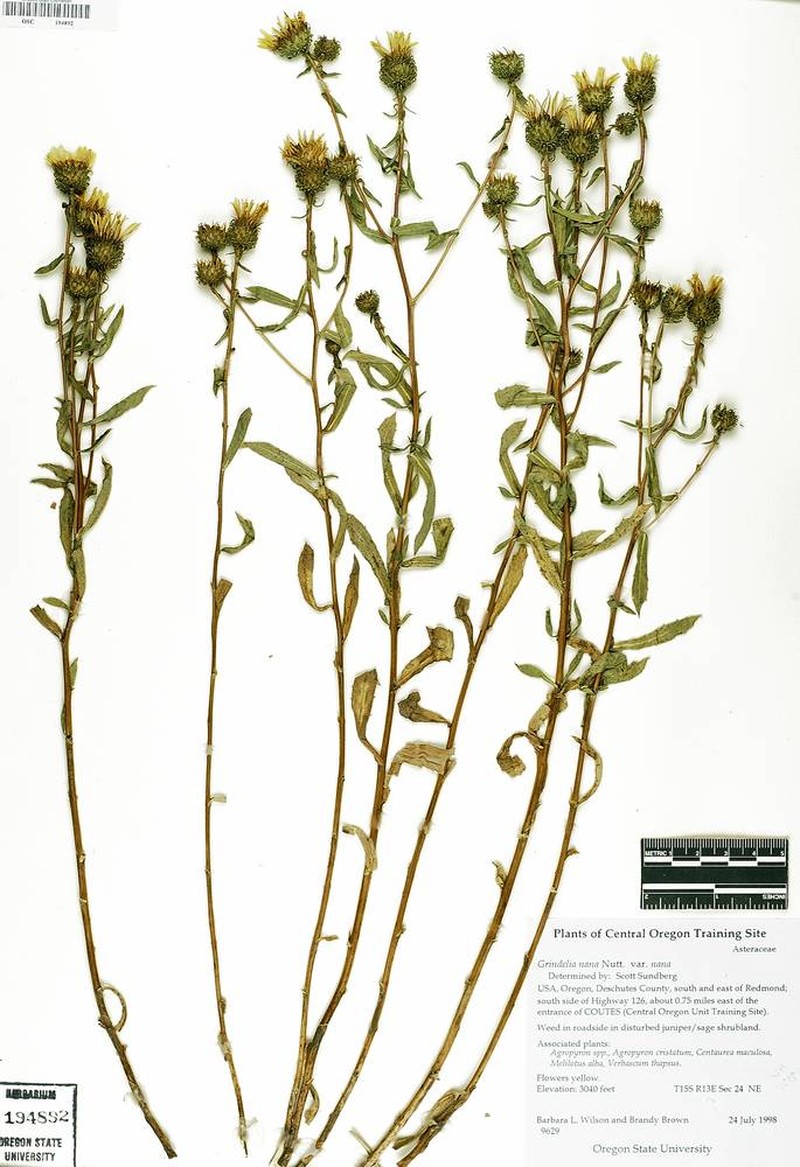 Grindelia nana var. nana photo 7