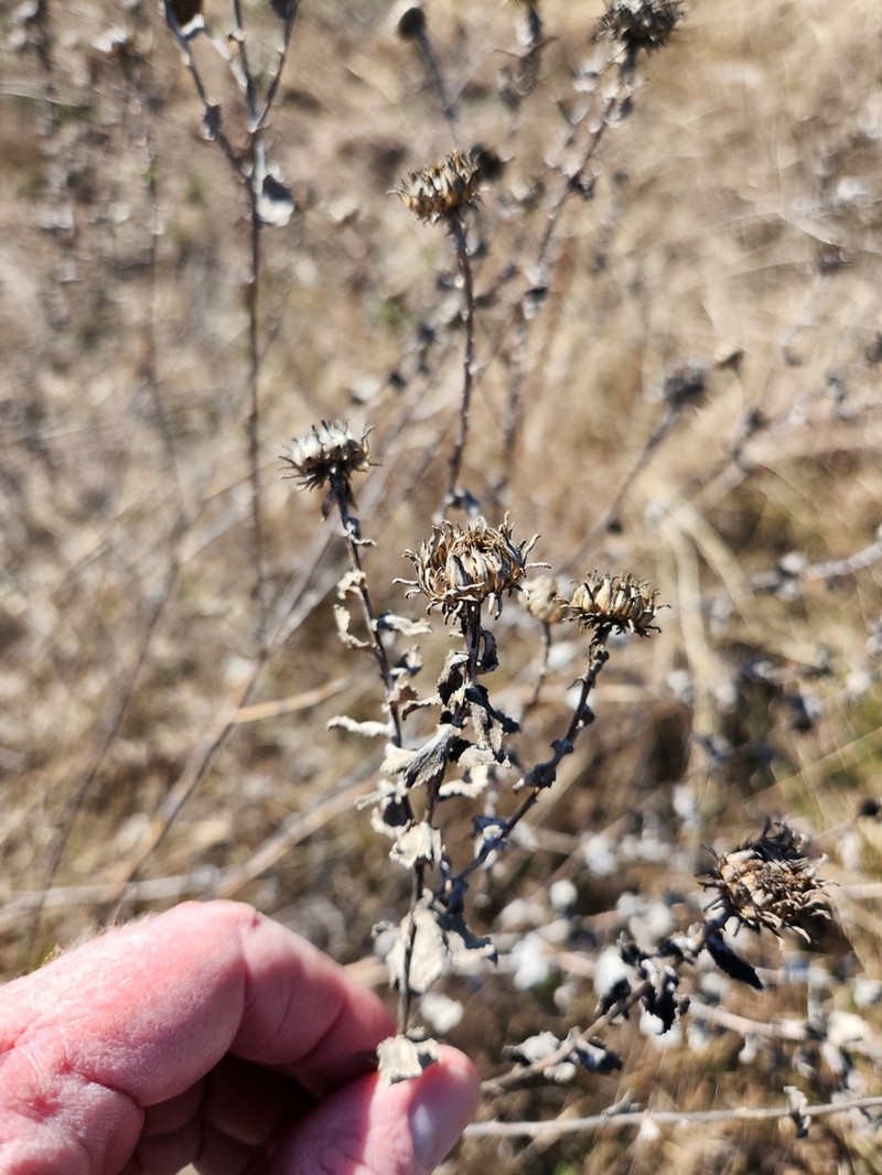 Curlytop Gumweed