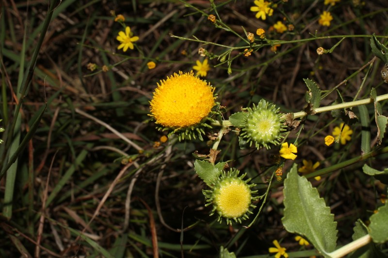 Curlytop Gumweed photo 2